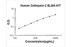 Cathepsin C (CTSC) ELISA Kit