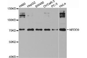 Western blot analysis of extracts of various cell lines, using NEDD9 antibody (ABIN5971353) at 1/1000 dilution.