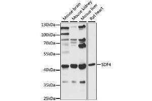 Western blot analysis of extracts of various cell lines, using SDF4 antibody (ABIN6290972) at 1:1000 dilution. (SDF4 抗体)