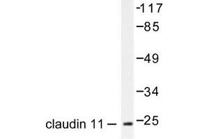 Image no. 1 for anti-Claudin 11 (CLDN11) antibody (ABIN265360) (Claudin 11 抗体)