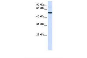 Image no. 1 for anti-Ectonucleoside Triphosphate diphosphohydrolase 8 (ENTPD8) (AA 110-159) antibody (ABIN6739185) (ENTPD8 抗体  (AA 110-159))