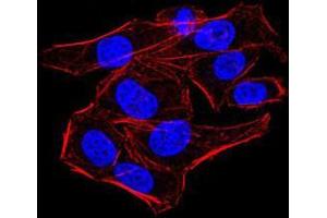 Immunofluorescence analysis of HeLa cells using AOF1 mouse mAb. (KDM1B 抗体  (AA 6-129))