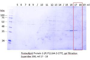 Image no. 2 for Proteolipid Protein 1 (PLP1) (AA 2-277) protein (ABIN3084135)