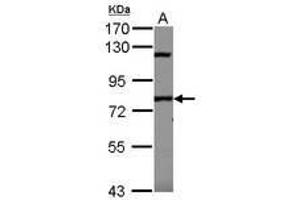 Image no. 1 for anti-SP110 Nuclear Body Protein (SP110) (N-Term) antibody (ABIN1494095)