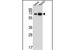 WDR43 Antibody (C-term) (ABIN651679 and ABIN2840356) western blot analysis in Jurkat,HepG2 cell line lysates (35 μg/lane). (WDR43 抗体  (C-Term))