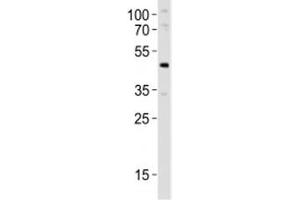 Western blot analysis of lysate from mouse pancreas tissue lysate using Pdx1 antibody at 1:1000. (PDX1 抗体  (AA 136-169))
