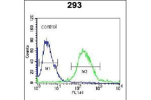 Flow cytometric analysis of 293 cells (right histogram) compared to a negative control cell (left histogram). (RUVBL1 抗体  (AA 247-280))