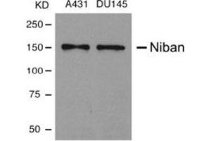 Image no. 1 for anti-Family with Sequence Similarity 129, Member A (FAM129A) (AA 908-920) antibody (ABIN197598) (Niban 抗体  (AA 908-920))