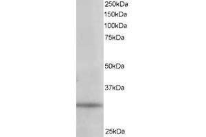 Image no. 1 for anti-Phosphatidylinositol Transfer Protein, alpha (PITPNA) (C-Term) antibody (ABIN374417)
