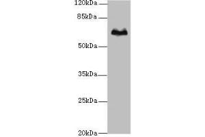 Western blot All lanes: TBX15 antibody at 5 μg/mL + Hela whole cell lysate Secondary Goat polyclonal to rabbit IgG at 1/10000 dilution Predicted band size: 66, 55 kDa Observed band size: 66 kDa (T-Box 15 抗体  (AA 1-496))
