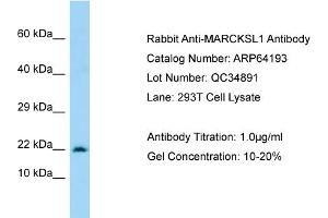 Western Blotting (WB) image for anti-MARCKS-Like 1 (MARCKSL1) (C-Term) antibody (ABIN2789760) (MARCKSL1 抗体  (C-Term))