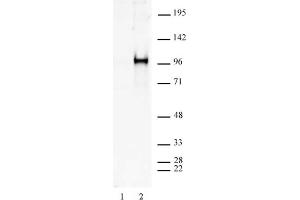 Sp1 phospho Ser101 antibody tested by Western blot. (SP1 抗体  (pSer101))