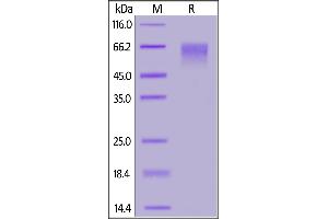 Cynomolgus Siglec-9, His Tag on  under reducing (R) condition.