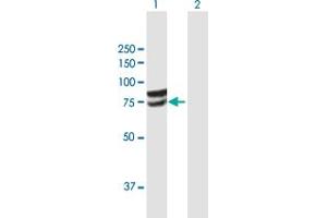 Western Blot analysis of GLCE expression in transfected 293T cell line by GLCE MaxPab polyclonal antibody. (GLCE 抗体  (AA 1-617))