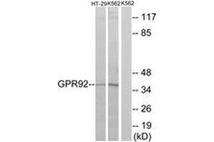 Western blot analysis of extracts from HT-29/K562 cells, using GPR92 Antibody. (LPAR5 抗体  (AA 241-290))
