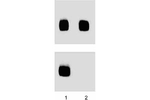 Human Endothelial lysate was either left untreated (left column) or treated (right column) with 150 U/ml) of lambda phosphatase for 1 hour at 37°C. (ENOS 抗体  (pSer1177))