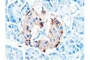 Human pancreas tissue was stained by Rabbit Anti-Glucagon (19-29)  (H) Antibody (Glucagon 抗体  (AA 19-29))