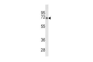 Western blot analysis of GBE1 Antibody (Center) (ABIN653459 and ABIN2842890) in mouse liver tissue lysates (35 μg/lane). (GBE1 抗体  (AA 527-556))
