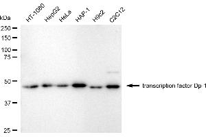 Western blotting analysis using transcription factor Dp-1 antibody (ABIN7800593).
