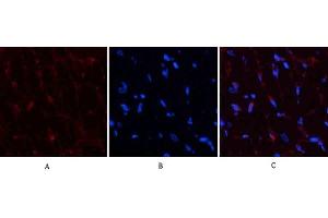 Immunofluorescence analysis of rat heart tissue. (PDGFB 抗体  (AA 30-110))