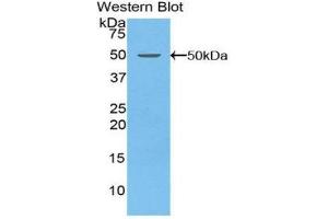 Western Blotting (WB) image for anti-Coagulation Factor V (F5) (AA 1894-2047) antibody (ABIN1858757) (Coagulation Factor V 抗体  (AA 1894-2047))