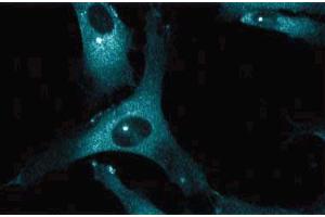 Immunoflourescent staining of human endothelial cells. (Dynactin 1 抗体  (AA 3-202))