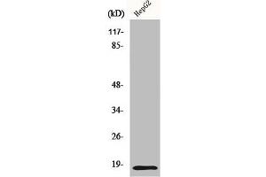 Western Blot analysis of HepG2 cells using Id4 Polyclonal Antibody (ID4 抗体  (N-Term))