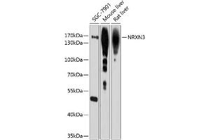 Western blot analysis of extracts of various cell lines, using NRXN3 antibody (ABIN6128373, ABIN6144867, ABIN6144868 and ABIN6214457) at 1:1000 dilution. (Neurexin 3 抗体  (AA 373-432))