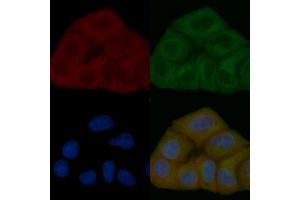 FRS2 Mouse Monoclonal Antibody staining Hela cells by IF/ICC. (FRS2 抗体  (C-Term))