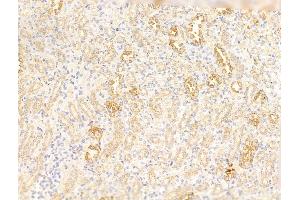 ABIN7094794 and ABIN7098845 at 1/100 staining Rat kidney tissue by IHC-P. (Cx40/GJA5 抗体  (C-Term))