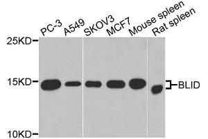 Western blot analysis of extracts of various cell lines, using BLID antibody (ABIN4903053) at 1:1000 dilution. (BLID 抗体)