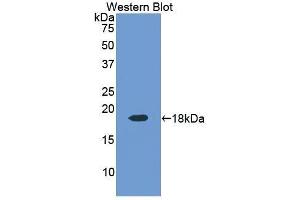 Western Blotting (WB) image for anti-Ribonuclease, RNase A Family, 4 (RNASE4) (AA 30-147) antibody (ABIN1176029) (RNASE4 抗体  (AA 30-147))