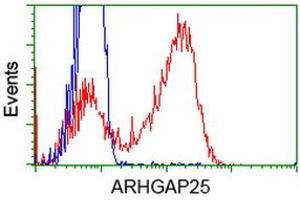 Image no. 2 for anti-rho GTPase Activating Protein 25 (ARHGAP25) antibody (ABIN1496703) (ARHGAP25 抗体)