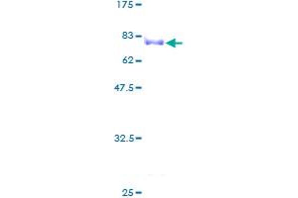 Zinc Finger and SCAN Domain Containing 9 (ZSCAN9) (AA 1-394) protein (GST tag)