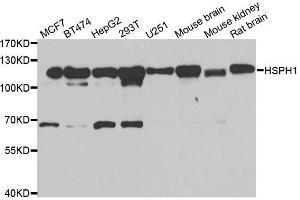 Western blot analysis of extracts of various cell lines, using HSPH1 antibody. (HSPH1 抗体  (AA 659-858))