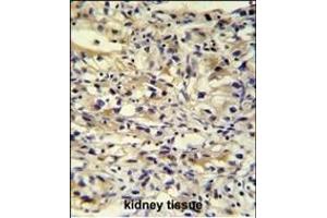 C1orf186 antibody (C-term) (ABIN652144 and ABIN2840564) immunohistochemistry analysis in formalin fixed and paraffin embedded human kidney tissue followed by peroxidase conjugation of the secondary antibody and DAB staining.