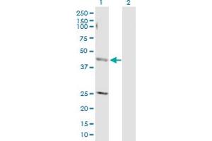 Western Blot analysis of AP4M1 expression in transfected 293T cell line by AP4M1 MaxPab polyclonal antibody.