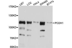 Western blot analysis of extracts of various cell lines, using PCDH1 antibody. (Protocadherin 1 抗体)