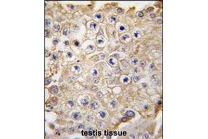 Formalin-fixed and paraffin-embedded human testis tissue reacted with APPBP1 antibody , which was peroxidase-conjugated to the secondary antibody, followed by DAB staining.
