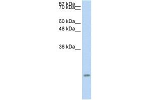 WB Suggested Anti-CCL13 Antibody Titration:  0.