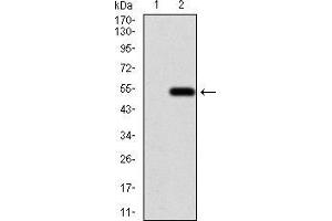 Western blot analysis using AIM2 mAb against HEK293 (1) and AIM2 (AA: 1-195)-hIgGFc transfected HEK293 (2) cell lysate.