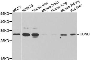 Western blot analysis of extracts of various cell lines, using CCNC antibody (ABIN6290266) at 1:1000 dilution. (Cyclin C 抗体)