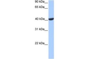 Western Blotting (WB) image for anti-Phosphoglycerate Kinase 2 (PGK2) antibody (ABIN2463615) (PGK2 抗体)