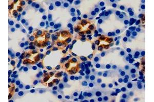 DAB staining on IHC-P; Samples: Rat Kidney Tissue (Peroxiredoxin 5 抗体  (AA 1-213))