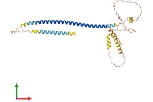 AlphaFold protein structure predicition of Mouse Recombinant Ccdc54 Protein, UniprotID Q9DAL3
