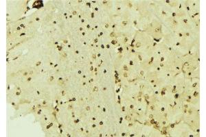 ABIN6276485 at 1/100 staining Mouse brain tissue by IHC-P. (CSRP1 抗体  (Internal Region))