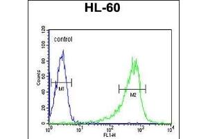 PLCB1 Antibody (C-term) (ABIN653321 and ABIN2842813) flow cytometric analysis of HL-60 cells (right histogram) compared to a negative control cell (left histogram). (Phospholipase C beta 1 抗体  (C-Term))