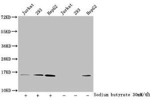 Western Blot Detected samples: Jurkat whole cell lysate, 293 whole cell lysate, HepG2 whole cell lysate, Untreated (-) or treated (+) with 30 mM sodium butyrate for 4h All lanes: HIST1H2AG antibody at 1:100 Secondary Goat polyclonal to rabbit IgG at 1/50000 dilution Predicted band size: 15 kDa Observed band size: 15 kDa (HIST1H2AG 抗体  (acLys9))