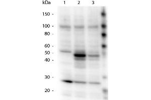Western Blotting (WB) image for anti-HAUS Augmin-Like Complex, Subunit 8 (HAUS8) (pSer70) antibody (ABIN1043900) (NYS48/HAUS8 抗体  (pSer70))