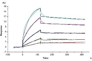 Surface Plasmon Resonance (SPR) image for Epidermal Growth Factor Receptor (EGFR) (AA 25-645) protein (His-Avi Tag) (ABIN7274526)